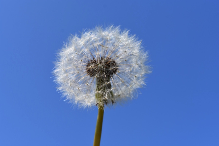 Dandelion seeds